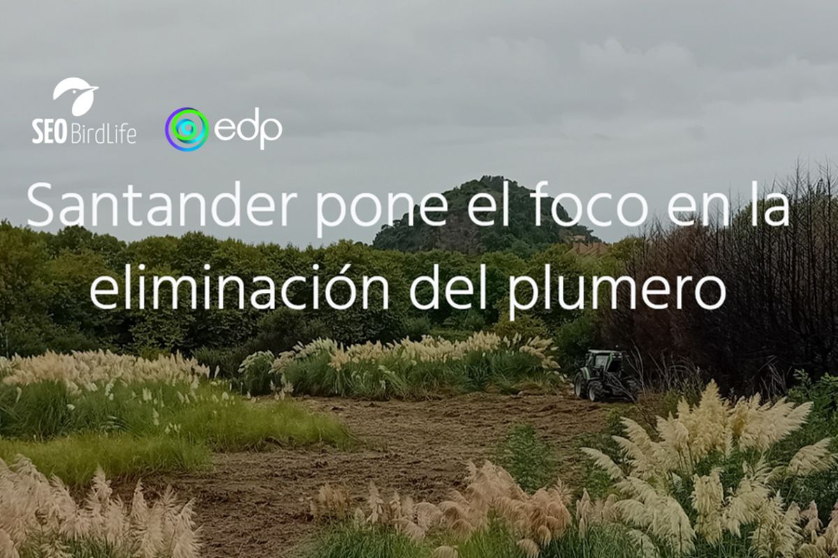 Eliminación de Plumero de la Pampa en Santander - POSPUESTA