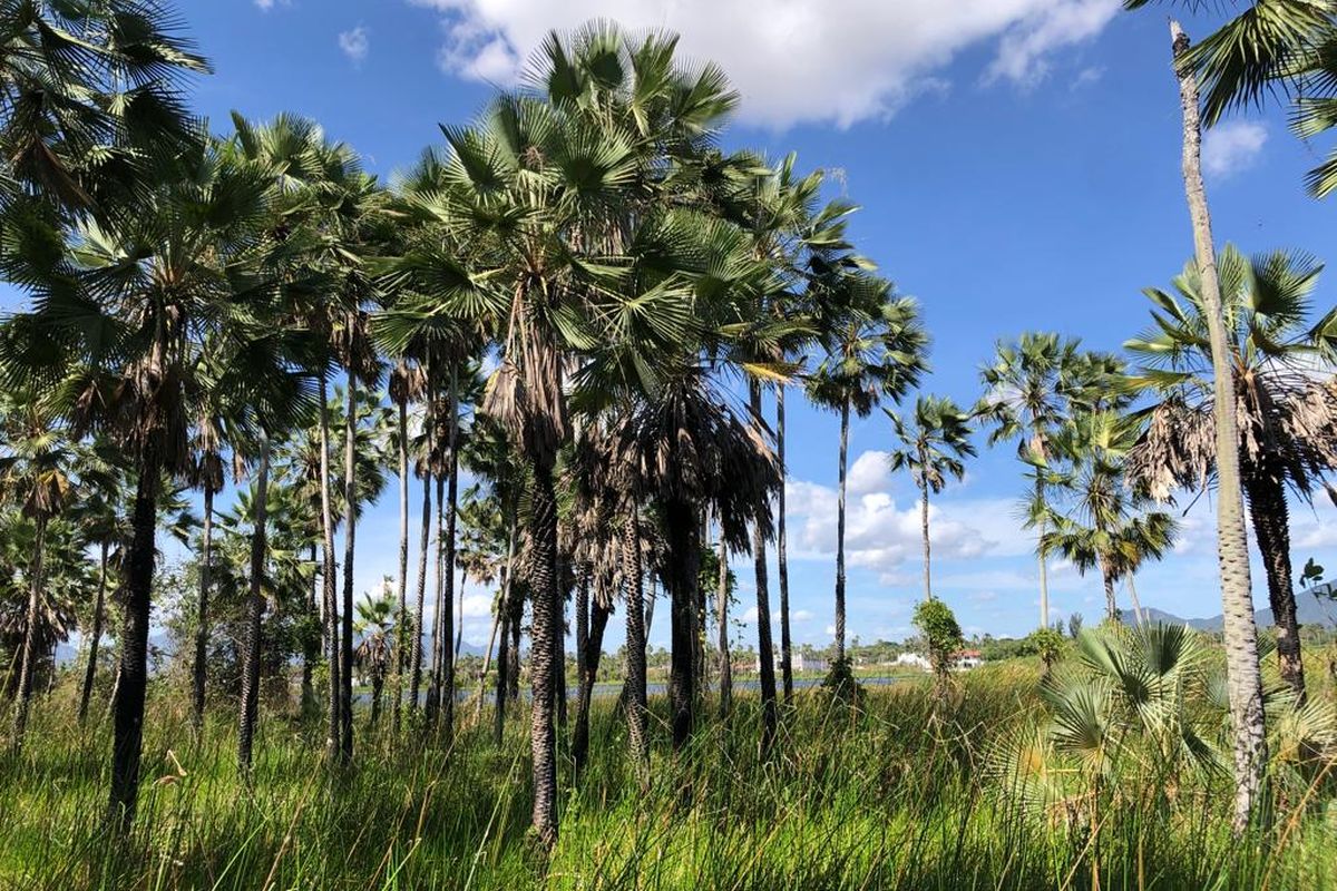 Saiba mais sobre a Associação Caatinga, em Maracanaú (CE)