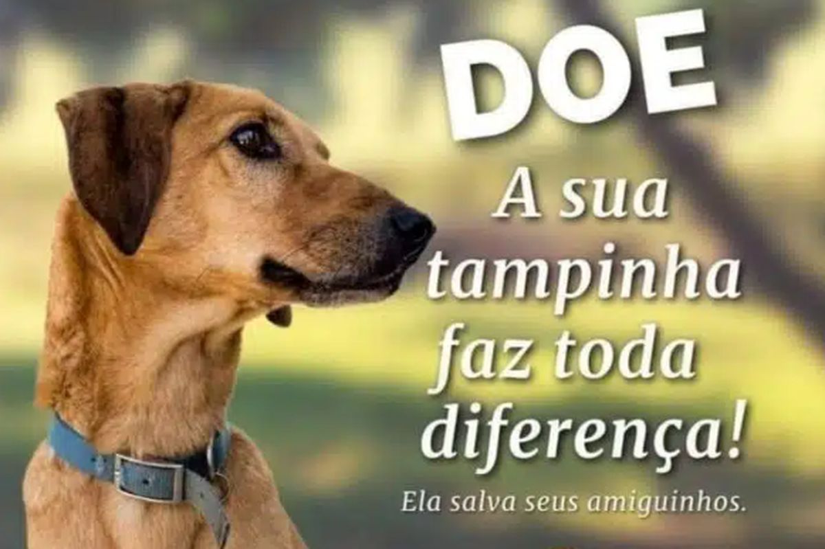 Pata na Tampa: Ajude a salvar animais em situação de risco!