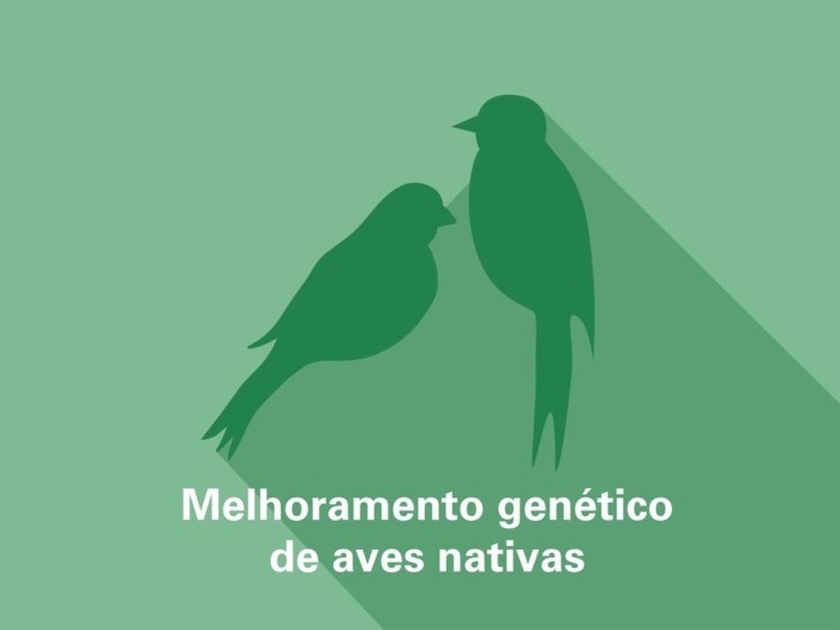 Melhoramento genético de aves nativas