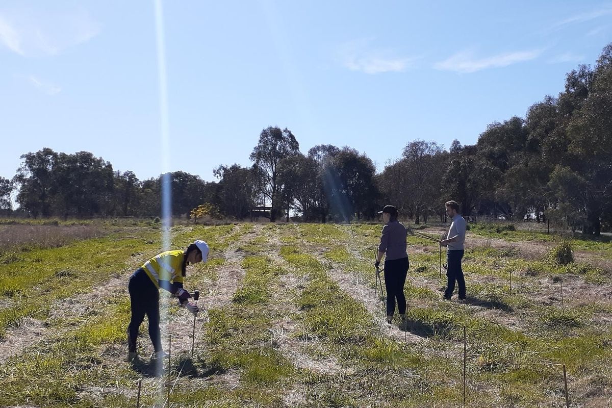 Tree Planting for Landcare Australia
