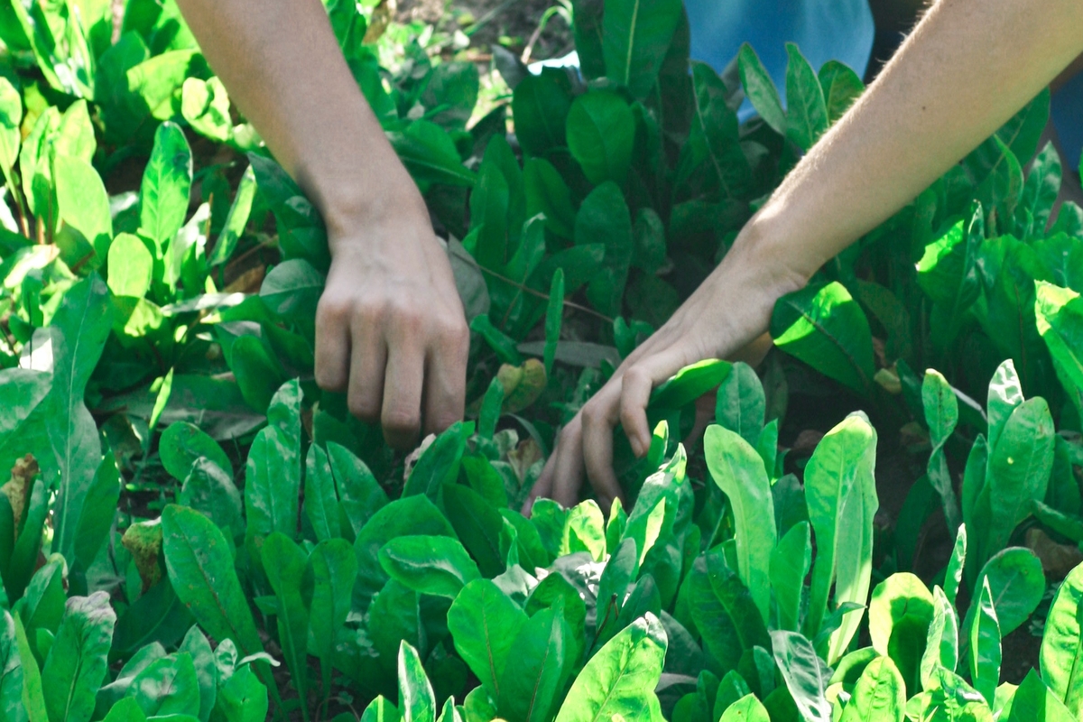 GUARULHOS - Plantio de mudas e hortaliças